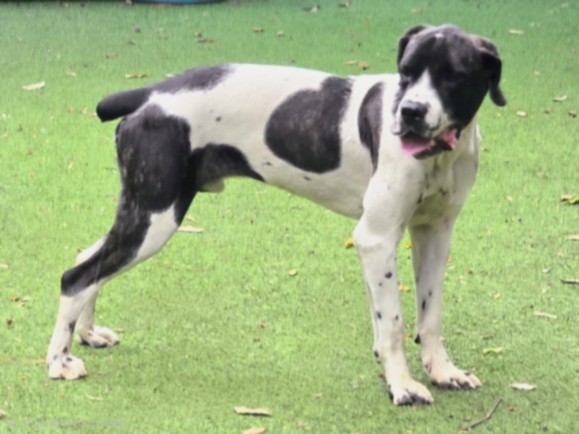 Shelter Stray Male Dog last seen , 14409 Vanowen St, Van Nuys, CA 91405, USA