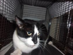 Shelter Stray Female Cat last seen , 14409 Vanowen St, Van Nuys, CA 91405, USA