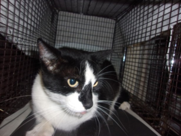 Shelter Stray Female Cat last seen , 14409 Vanowen St, Van Nuys, CA 91405, USA