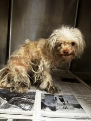 Shelter Stray Female Dog last seen , 14409 Vanowen St, Van Nuys, CA 91405, USA