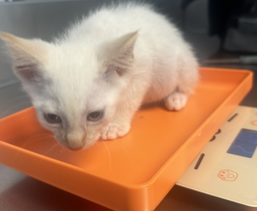 Shelter Stray Male Cat last seen Near BLOCK VERDUGO LN, BAKERSFIELD CA 93312, 3951 Fruitvale Ave, Bakersfield, CA 93308, USA