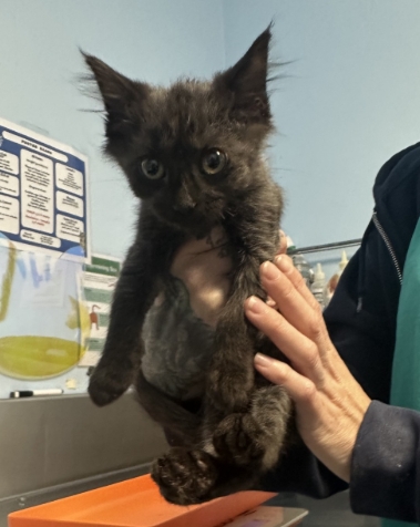 Shelter Stray Male Cat last seen Near BLOCK VERDUGO LN, BAKERSFIELD CA 93312, 3951 Fruitvale Ave, Bakersfield, CA 93308, USA