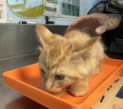 Shelter Stray Female Cat last seen Near BLOCK VERDUGO LN, BAKERSFIELD CA 93312, 3951 Fruitvale Ave, Bakersfield, CA 93308, USA