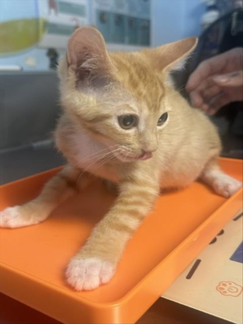 Shelter Stray Female Cat last seen Near BLOCK VERDUGO LN, BAKERSFIELD CA 93312, 3951 Fruitvale Ave, Bakersfield, CA 93308, USA