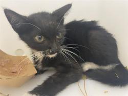 Shelter Stray Male Cat last seen Near BLOCK S 27TH ST, 3839 W Burnham St, West Milwaukee, WI 53215, USA