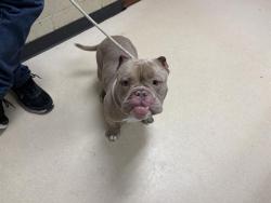 Shelter Stray Male Dog last seen N 69TH/ W SHERIDAN AVE, 3839 W Burnham St, West Milwaukee, WI 53215, USA