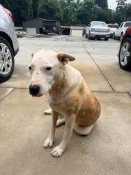 Found/Stray Female Dog last seen Near old white horse, Travelers Rest, SC 29690