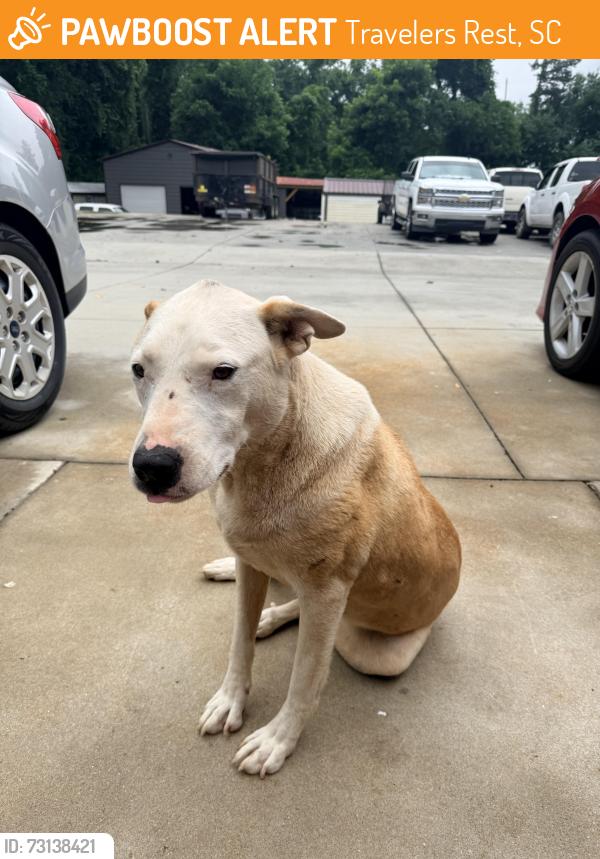 Found/Stray Female Dog last seen Near old white horse, Travelers Rest, SC 29690