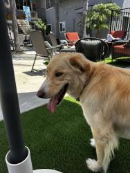Reunited Female Dog last seen Grand Ave, San Diego, CA 92109, USA, San Diego, CA 92109