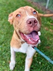 Shelter Stray Male Dog last seen Near BLOCK BONITA CT, 3528 Newburg Rd, Louisville, KY 40218, USA