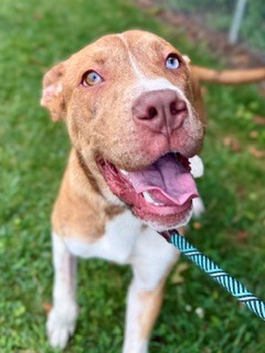 Shelter Stray Male Dog last seen Near BLOCK BONITA CT, 3528 Newburg Rd, Louisville, KY 40218, USA