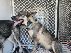 Shelter Stray Female Dog last seen Near BLOCK WOODROW AVE, BAKERSFIELD CA 93308, 3951 Fruitvale Ave, Bakersfield, CA 93308, USA