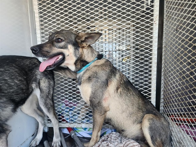 Shelter Stray Female Dog last seen Near BLOCK WOODROW AVE, BAKERSFIELD CA 93308, 3951 Fruitvale Ave, Bakersfield, CA 93308, USA
