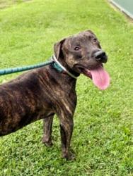 Shelter Stray Male Dog last seen Near BLOCK NEWBURG ROAD, 3528 Newburg Rd, Louisville, KY 40218, USA