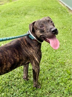 Shelter Stray Male Dog last seen Near BLOCK NEWBURG ROAD, 3528 Newburg Rd, Louisville, KY 40218, USA