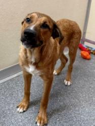 Shelter Stray Male Dog last seen Near BLOCK SHINGO AVE, 3528 Newburg Rd, Louisville, KY 40218, USA