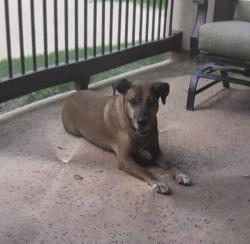 Reunited Male Dog last seen W.T. Montgomery and Freedom Way, San Antonio, TX 78245