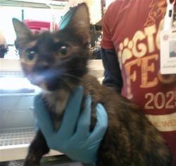 Shelter Stray Female Cat last seen , 2811 SE 29th St, Oklahoma City, OK 73129, USA