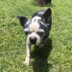 Shelter Stray Male Dog last seen BURLINGTON AC, 221 Stone Quarry Rd, Burlington, NC 27217, USA