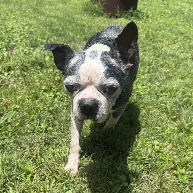 Shelter Stray Male Dog last seen BURLINGTON AC, 221 Stone Quarry Rd, Burlington, NC 27217, USA