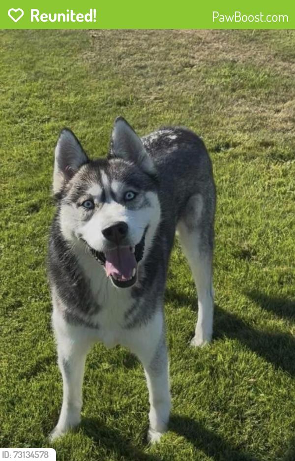 Reunited Male Dog last seen Henson st, Sedro-Woolley, WA 98284