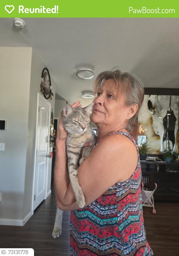 Reunited Female Cat last seen Open space between franklin street and Glen Creighton, Dacono, CO 80514