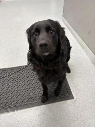 Shelter Stray Male Dog last seen Near, 2600 S Harding St, Indianapolis, IN 46221, USA