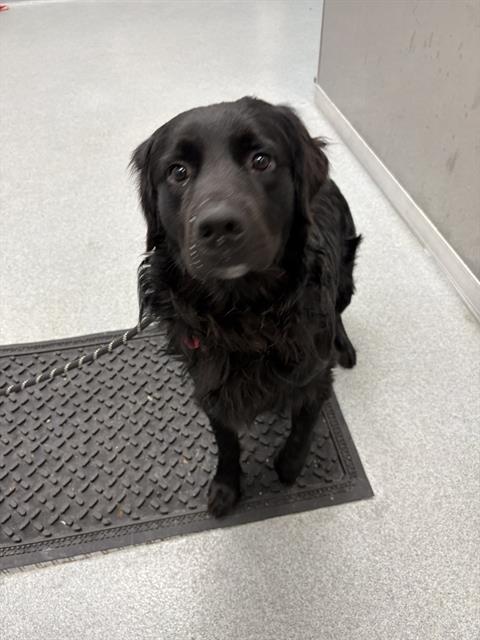 Shelter Stray Male Dog last seen Near, 2600 S Harding St, Indianapolis, IN 46221, USA