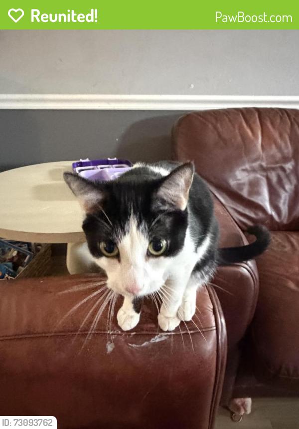 Reunited Male Cat last seen Sheldon Rd and N Territorial Rd, Plymouth, MI 48170