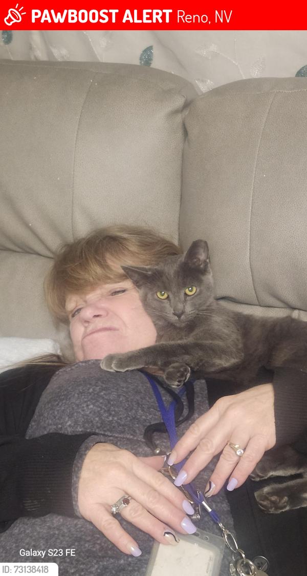 Lost Male Cat last seen Lear and stead blvd, Reno, NV 89506