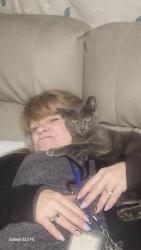 Lost Male Cat last seen Lear and stead blvd, Reno, NV 89506
