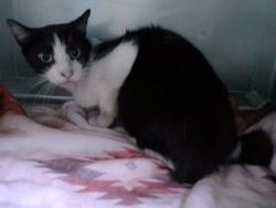 Shelter Stray Male Cat last seen , 4275 Elton St, Baldwin Park, CA 91706, USA
