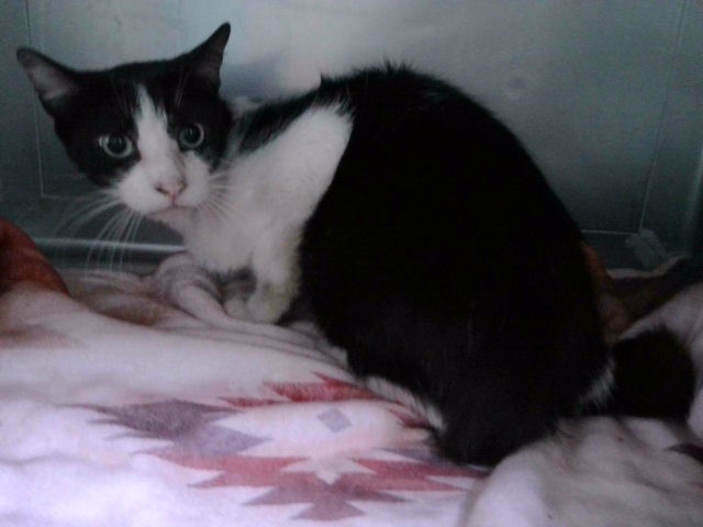 Shelter Stray Male Cat last seen , 4275 Elton St, Baldwin Park, CA 91706, USA