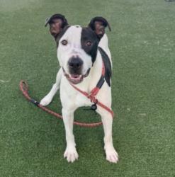 Shelter Stray Male Dog last seen , West Valley Animal Shelter, 20655 Plummer St, Chatsworth, CA 91311, USA