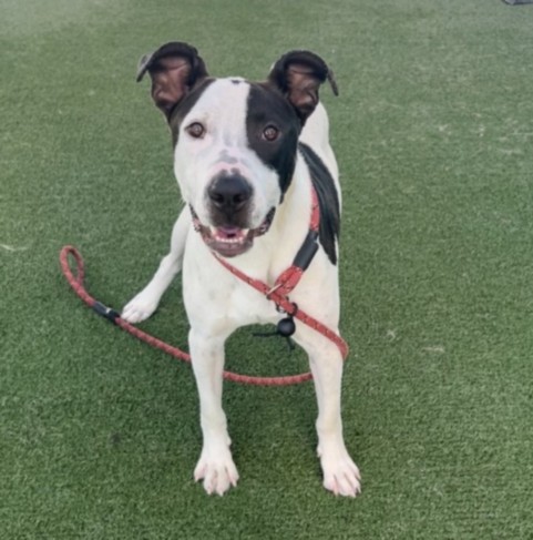 Shelter Stray Male Dog last seen , West Valley Animal Shelter, 20655 Plummer St, Chatsworth, CA 91311, USA