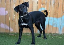 Shelter Stray Female Dog last seen Near BLOCK S GLOBE WILLOW CT, WEST VALLEY CITY UT 84119, 4522 W 3500 S, West Valley City, UT 84120, USA