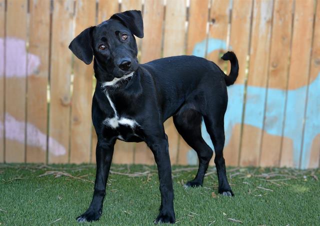 Shelter Stray Female Dog last seen Near BLOCK S GLOBE WILLOW CT, WEST VALLEY CITY UT 84119, 4522 W 3500 S, West Valley City, UT 84120, USA