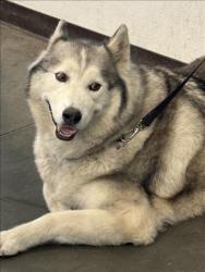 Shelter Stray Male Dog last seen , West Valley Animal Shelter, 20655 Plummer St, Chatsworth, CA 91311, USA