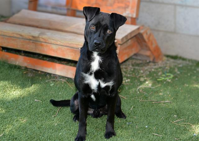 Shelter Stray Male Dog last seen Near BLOCK S 3200 W, WEST VALLEY CITY UT 84119, 4522 W 3500 S, West Valley City, UT 84120, USA