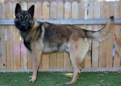Shelter Stray Male Dog last seen Near BLOCK S EASTCREST RD, 4522 W 3500 S, West Valley City, UT 84120, USA