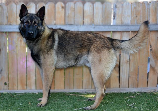 Shelter Stray Male Dog last seen Near BLOCK S EASTCREST RD, 4522 W 3500 S, West Valley City, UT 84120, USA