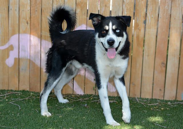 Shelter Stray Male Dog last seen Near BLOCK S 4100, 4522 W 3500 S, West Valley City, UT 84120, USA