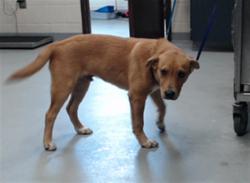 Shelter Stray Male Dog last seen Near BLOCK SHEILA ST, HOPE MILLS NC 28348, 4704 Corporation Dr, Fayetteville, NC 28306, USA