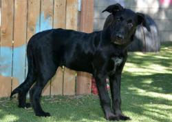 Shelter Stray Male Dog last seen Near BLOCK W MERRILIE CIR, WEST VALLEY CITY UT 84128, 4522 W 3500 S, West Valley City, UT 84120, USA