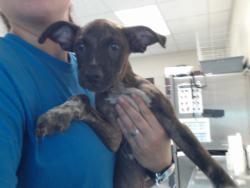 Shelter Stray Male Dog last seen Near BLOCK CANADIAN AVE, HOPE MILLS NC 28348, 4704 Corporation Dr, Fayetteville, NC 28306, USA