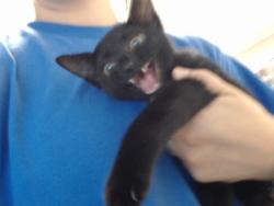 Shelter Stray Female Cat last seen Near BLOCK RAMSEY ST, FAYETTEVILLE NC 28301, 4704 Corporation Dr, Fayetteville, NC 28306, USA