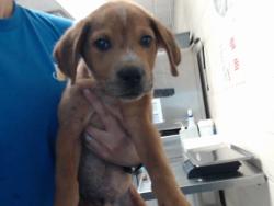Shelter Stray Male Dog last seen Near BLOCK DIAMOND RD, FAYETTEVILLE NC 28311, 4704 Corporation Dr, Fayetteville, NC 28306, USA