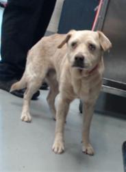 Shelter Stray Female Dog last seen Near BLOCK CALHOUN DR, HOPE MILLS NC 28348, 4704 Corporation Dr, Fayetteville, NC 28306, USA