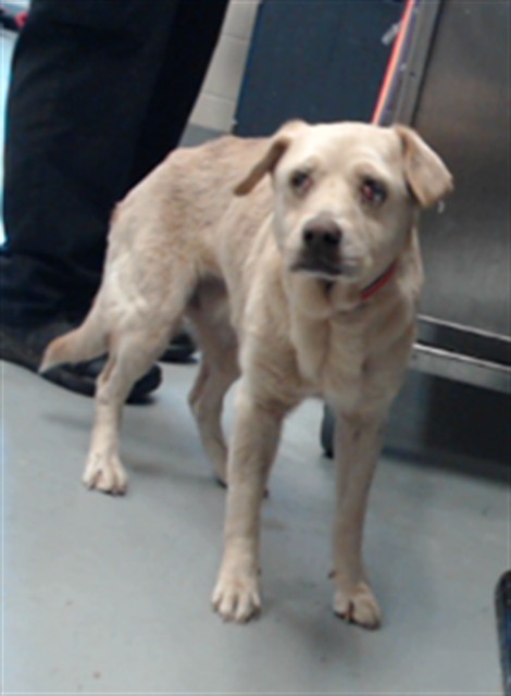 Shelter Stray Female Dog last seen Near BLOCK CALHOUN DR, HOPE MILLS NC 28348, 4704 Corporation Dr, Fayetteville, NC 28306, USA