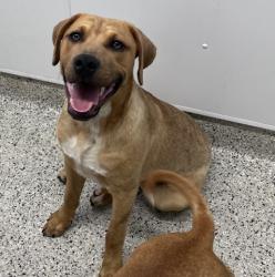 Shelter Stray Male Dog last seen Near BLOCK E 8 MILE RD, DETROIT MI 48234, 7401 Chrysler Dr, Detroit, MI 48211, USA